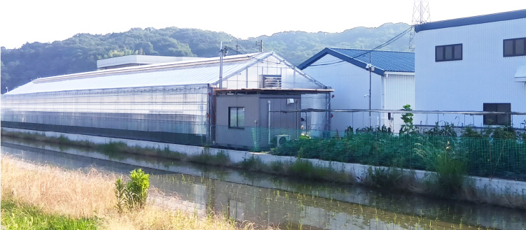 メロン栽培のビニールハウス