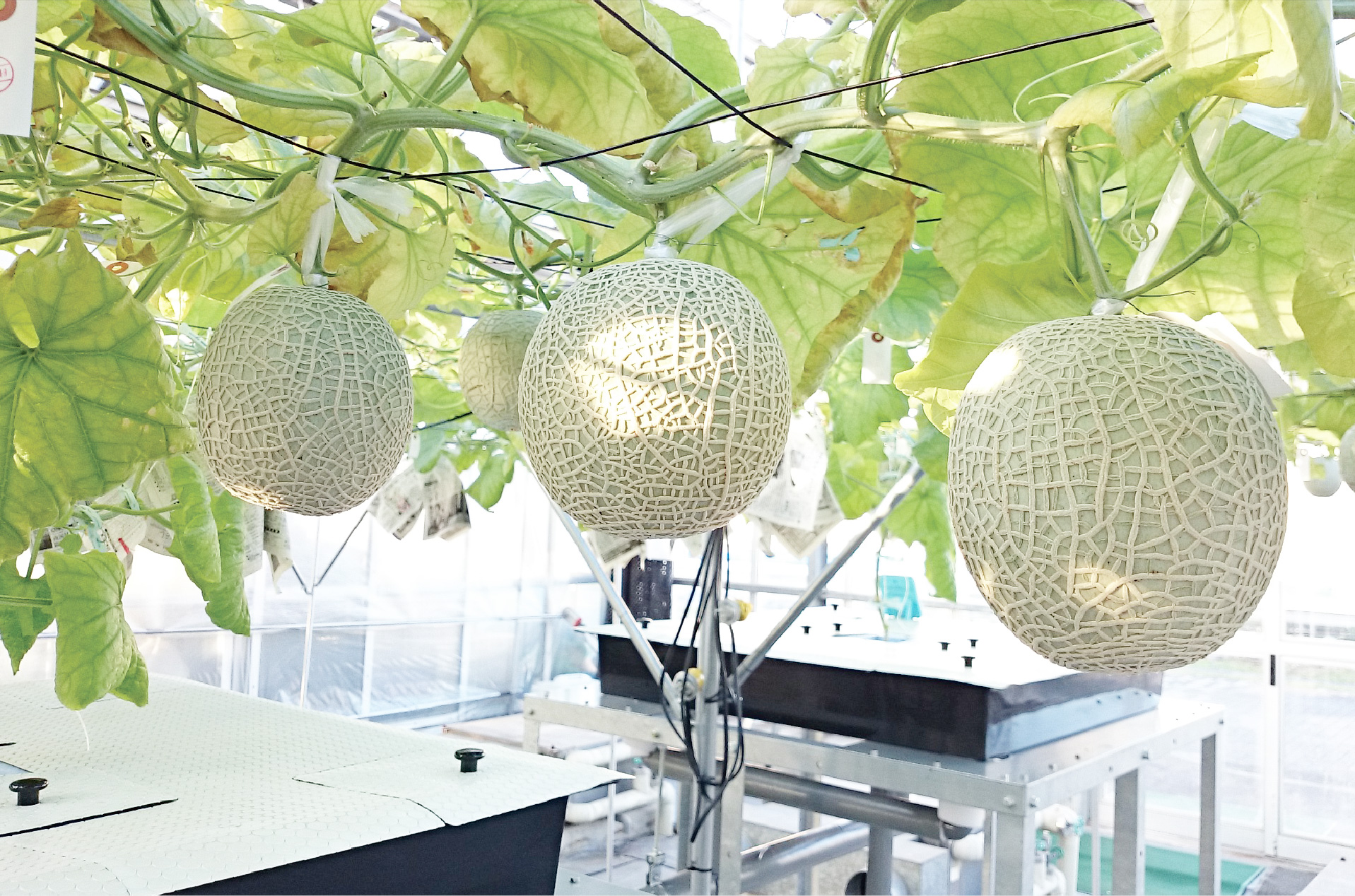 メロンの栽培風景