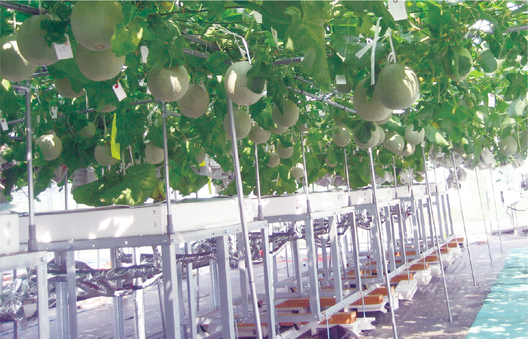 あっ晴れメロンが美味しい理由2