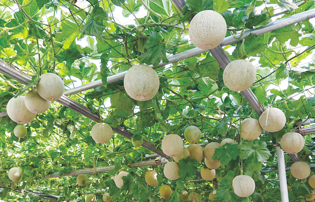 あっ晴れメロンが美味しい理由3