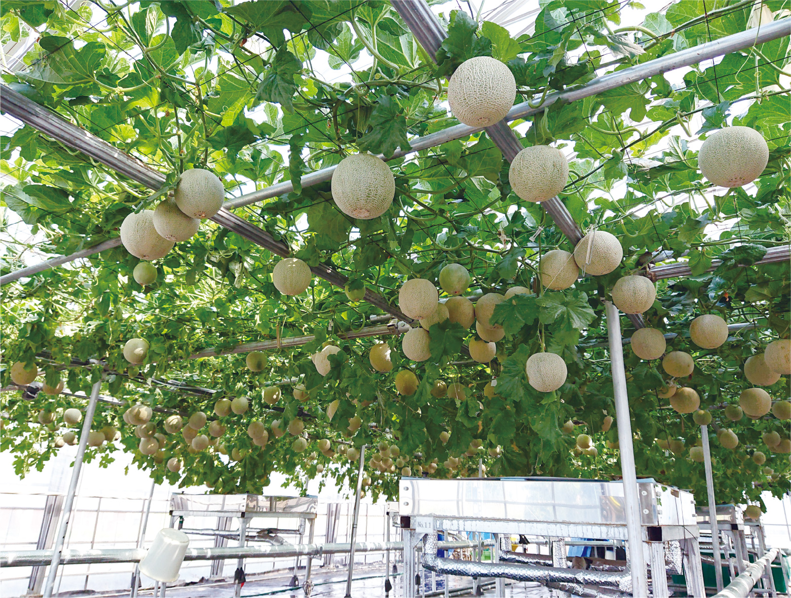 最も勢いの良いときは1株から60個収穫できる場合もあります。